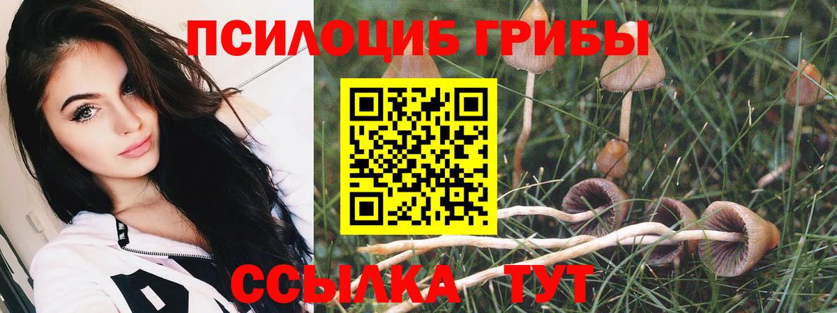 Псилоцибиновые грибы Psilocybine cubensis Альметьевск